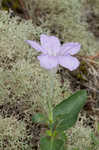 Fringeleaf wild petunia